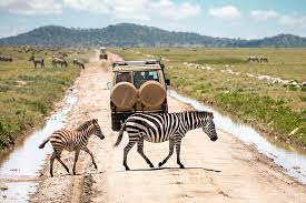 Whirlwind Safari: A Cyclone of Wildlife Wonders