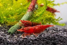 Optimal Tank Conditions for Successful Breeding of Aquarium Shrimp