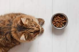 Optimizing Cat Health: Unpacking the Nutritional Value of Cat Food Ingredients