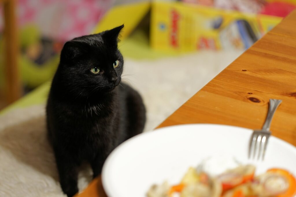 Proper Care and Feeding of Small Cats