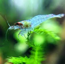 Aquarium Shrimp Compatibility: Ensuring a Harmonious Aquatic Environment