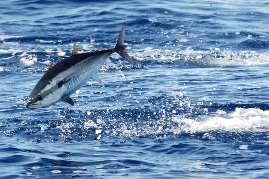Albacore vs. Yellowfin: Which Canned Tuna Is Best for Your Next Meal?