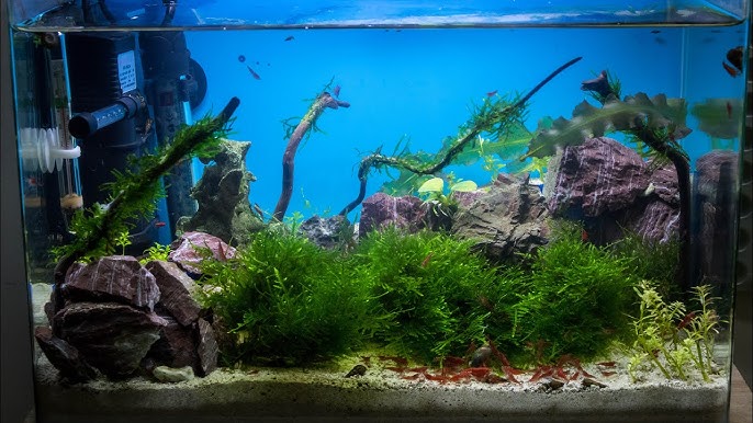 Building a Shrimp-Only Aquarium: The Best Shrimp Species for a Colorful Freshwater Tank