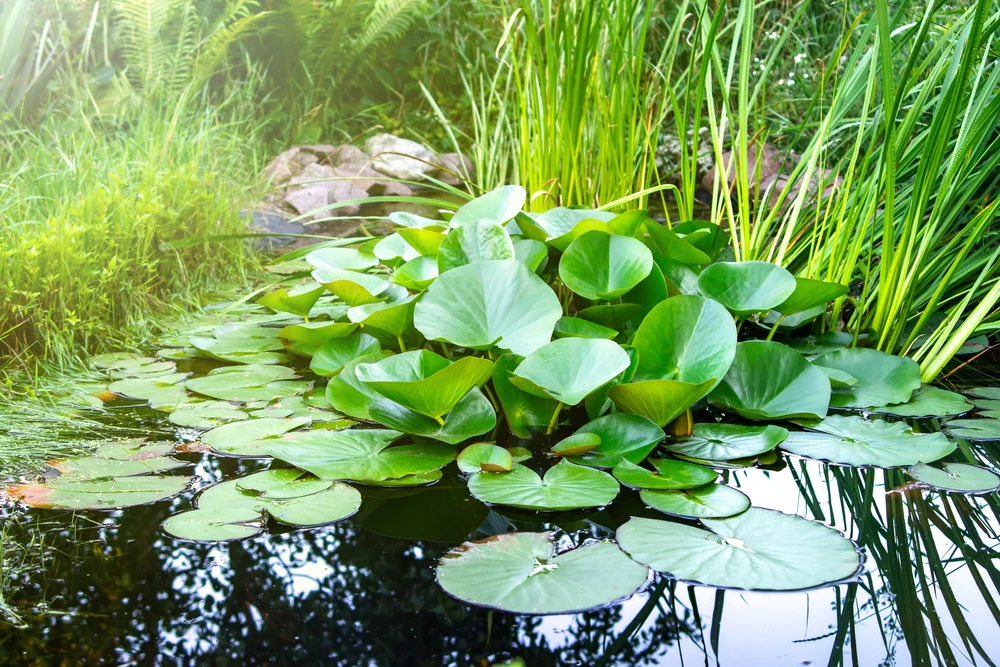 Why Aquarium Plants Are Essential for a Healthy Freshwater Fish Tank
