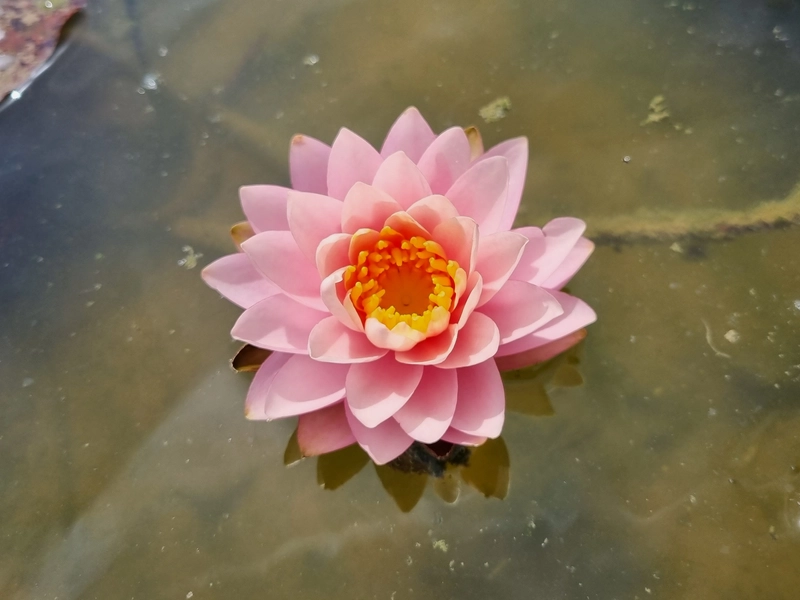 Top Aquarium Plants to Pair with Freshwater Crabs and Shrimp